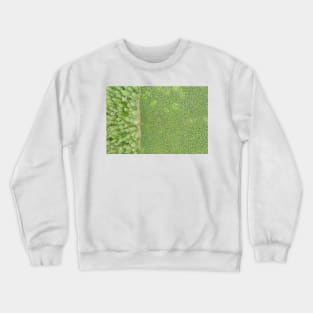 Top down aerial view of green nursery forest bordering with mature forest Crewneck Sweatshirt